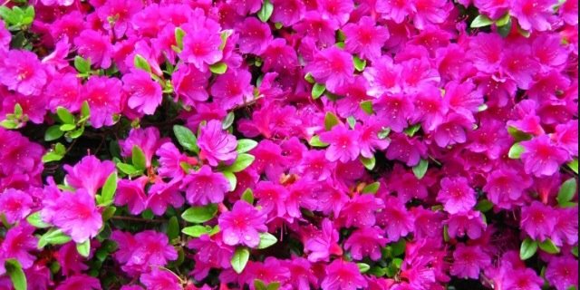 fleurjansen007's profile banner image