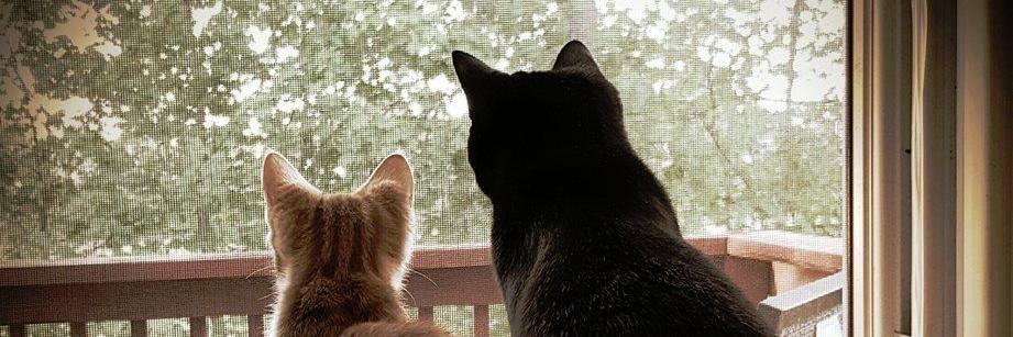 AlfonzoKitty's profile banner image