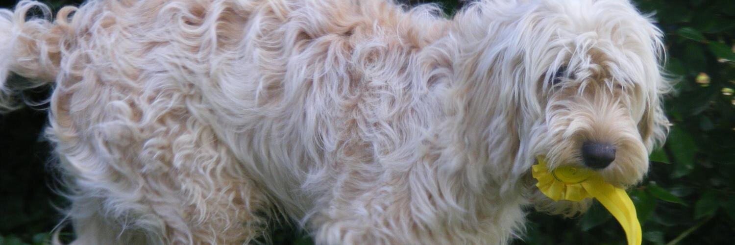 brunocockapoo's profile banner image