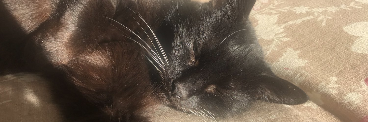 sophiemccarthy9's profile banner image