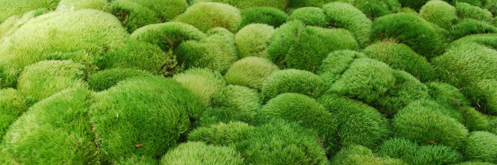 moss_theory's profile banner image