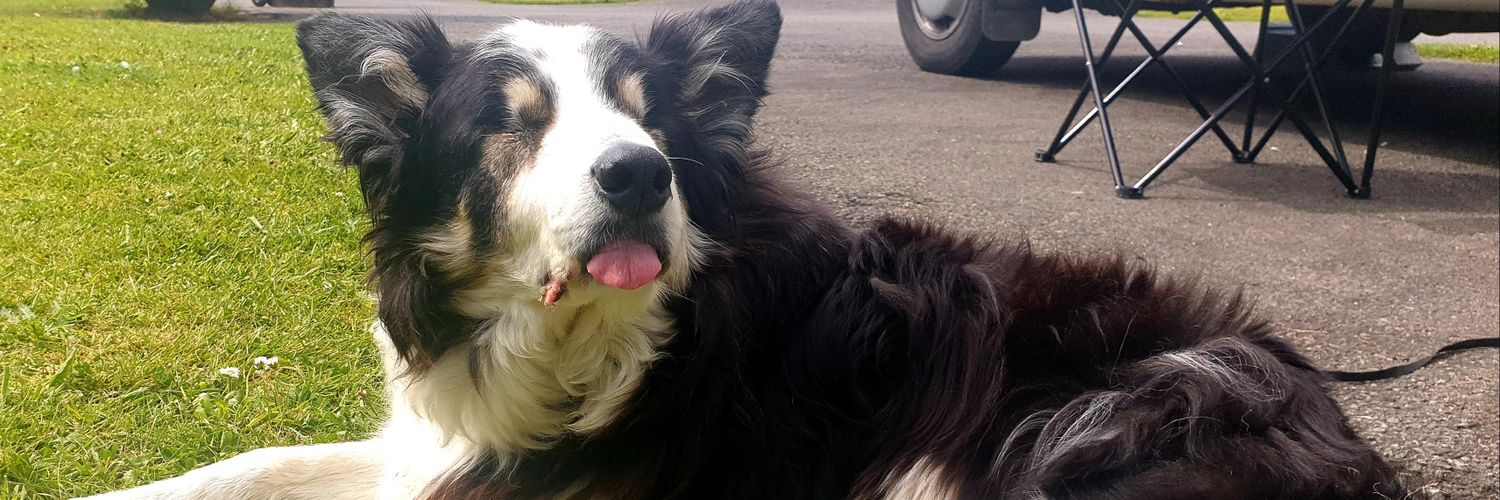 💔Ex Minister4BanditsWhims💔Now Broc's Goffar banner