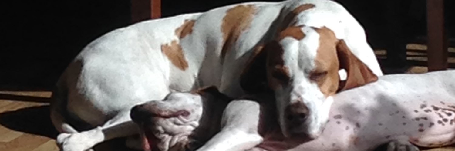 Plane the 3rd banner
