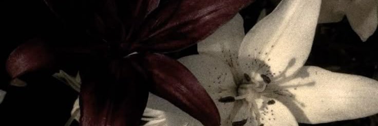 highhlxcia's profile banner image