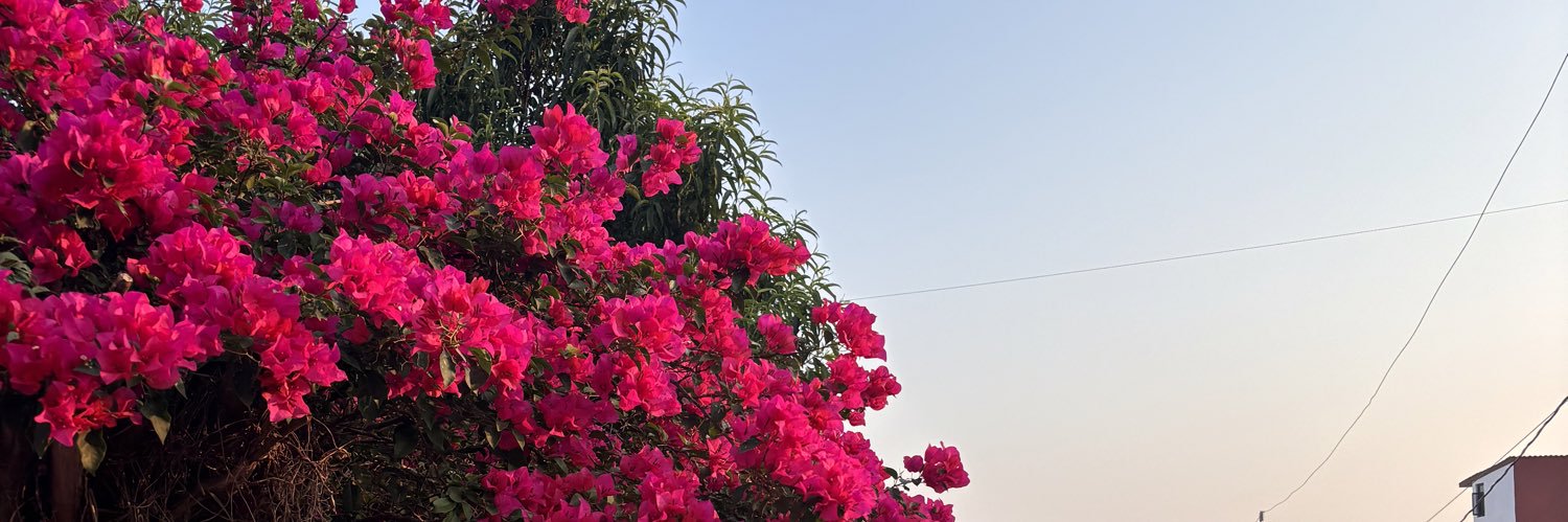 pauulinamonroy's profile banner image