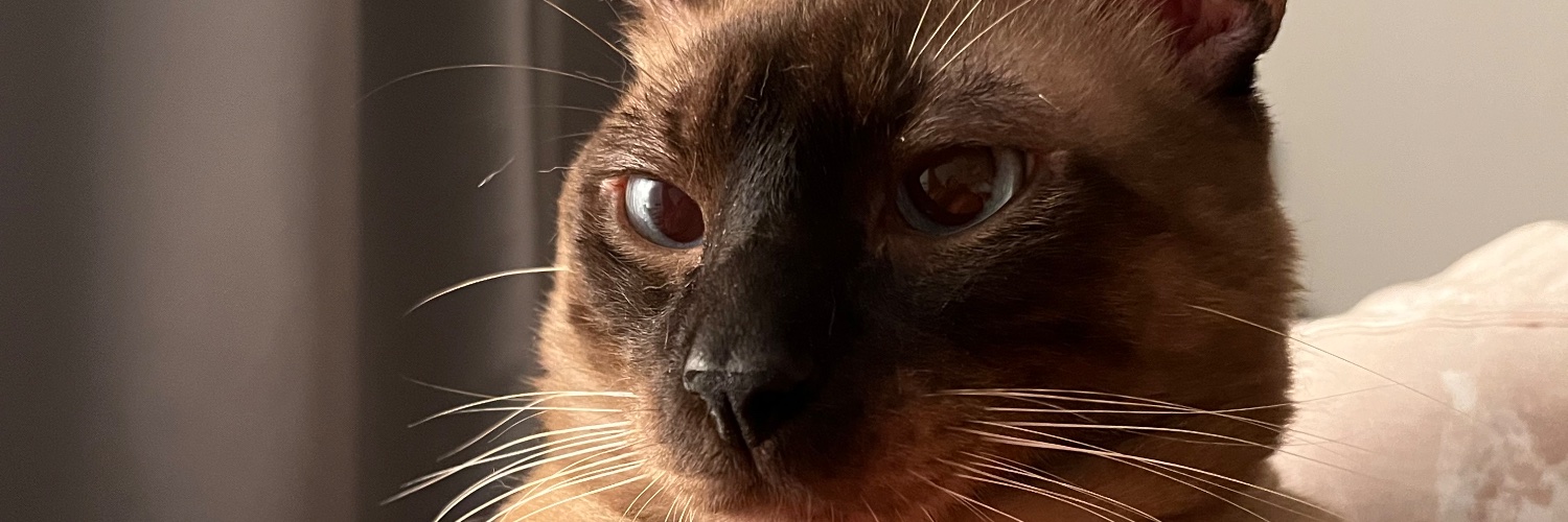 mdemaruchan's profile banner image