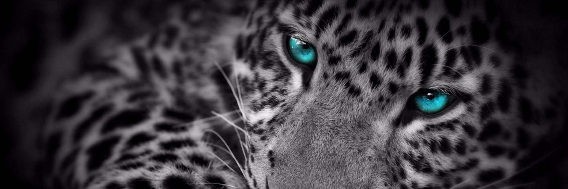 Shannyn_SOAB's profile banner image