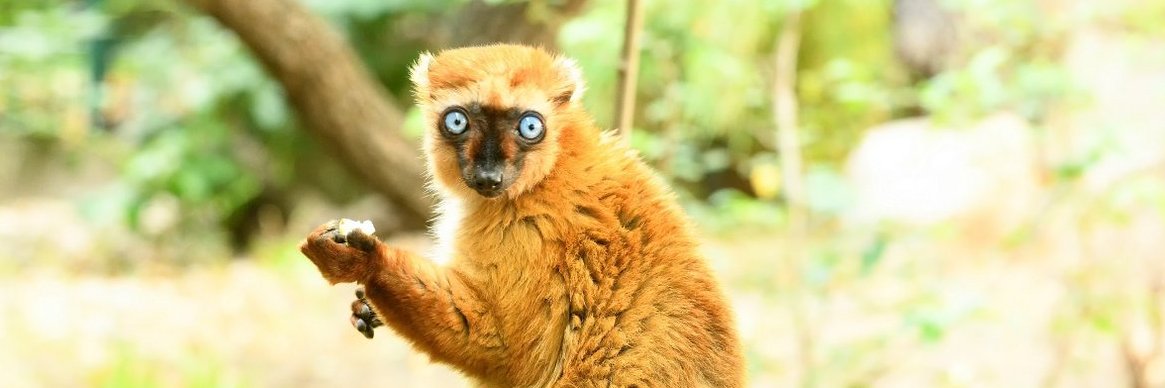 Zooverband (VdZ) banner
