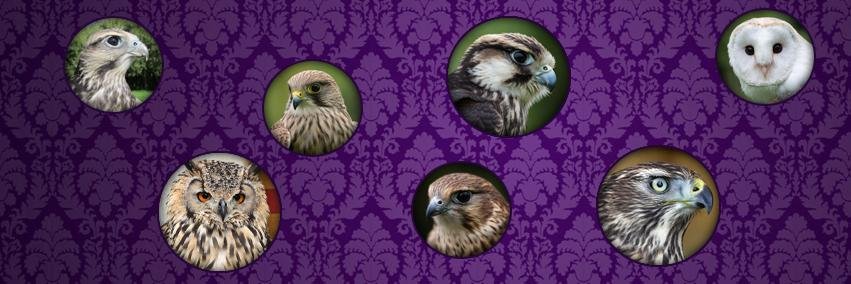 HistoricFalcons's profile banner image