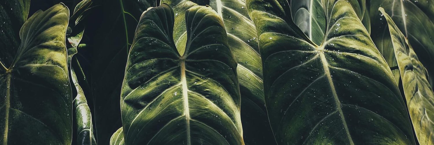 Eden Haze banner