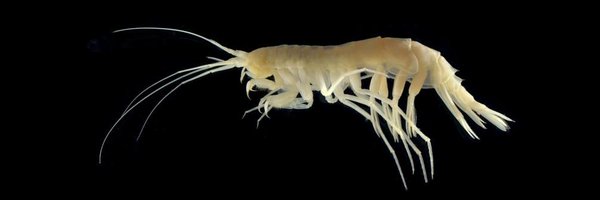 Piertney Profile Banner