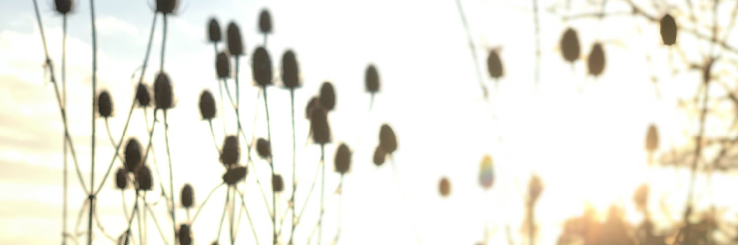 schattenbart's profile banner image