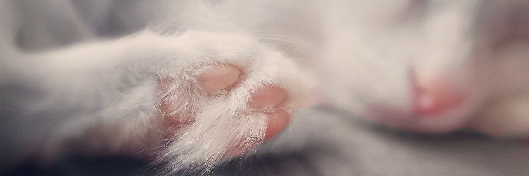 tugceayaz_'s profile banner image