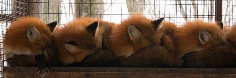 kirisummer ✙ 🐀 banner