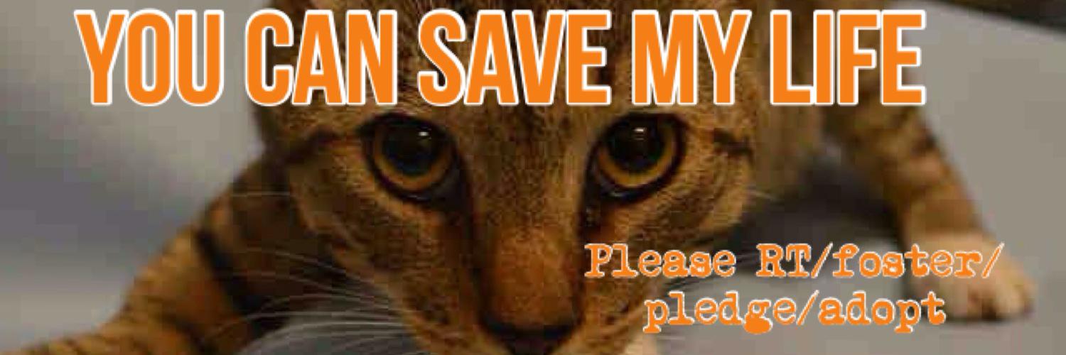 Nik & Marley Cat's banner