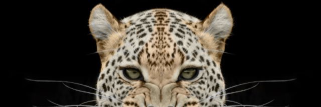 rL_Raider's profile banner image