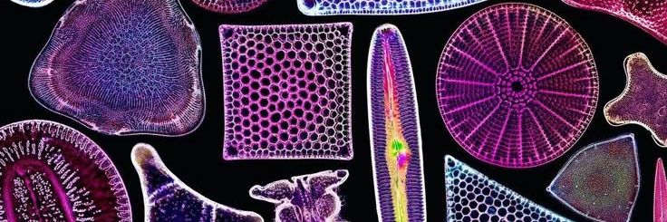 🦠 bill 🦠 banner