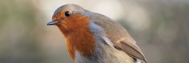 Birds Of Britain banner