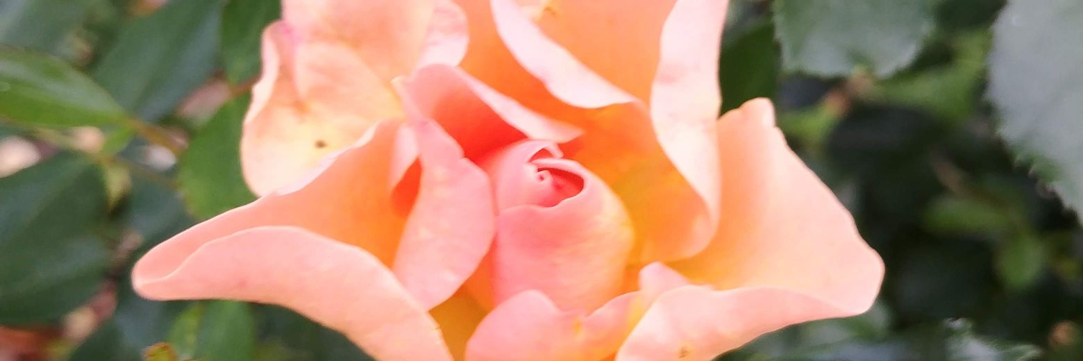 MelanieKCole's profile banner image