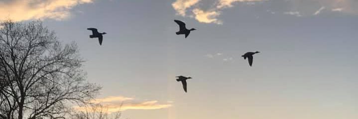 Meera Ganatra banner