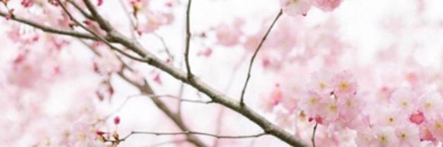 Rachel_G_Design's profile banner image