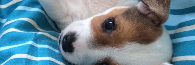 bolandroisin's profile banner image