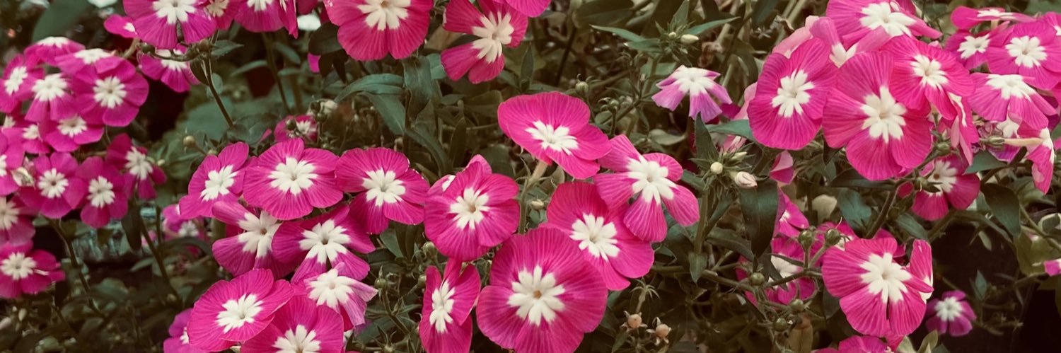 WilJimenez_'s profile banner image