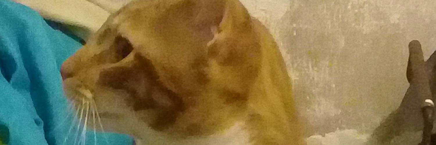 hatakegonzi's profile banner image