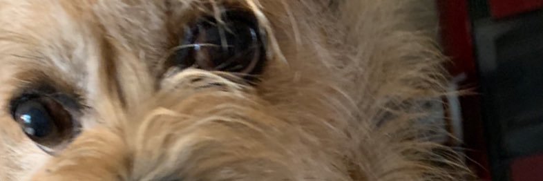 GirlSpeciale's profile banner image