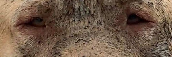 yssabanas Profile Banner