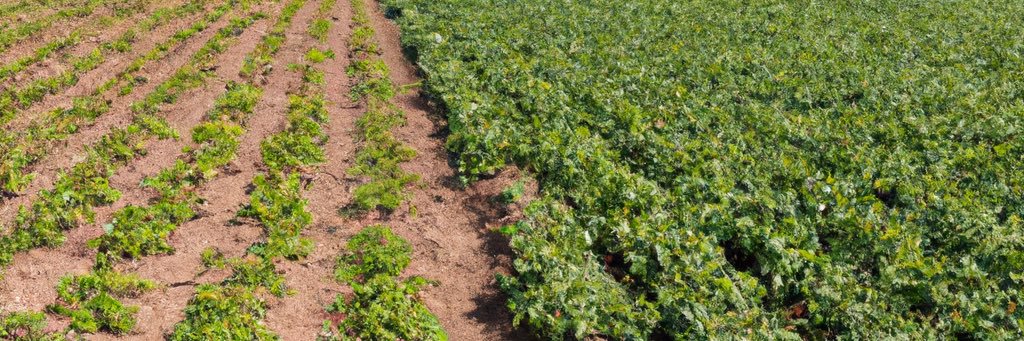 Taylor Jeffery banner