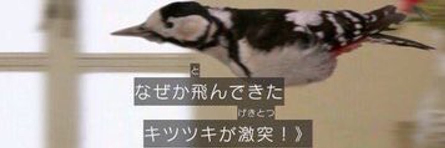 tokigane's profile banner image