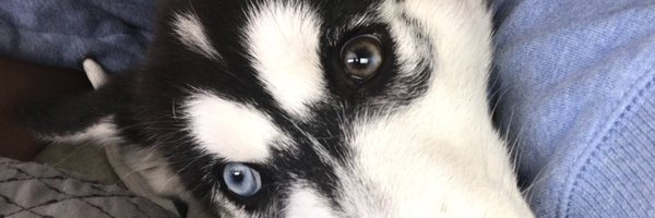 irulethebronx Profile Banner