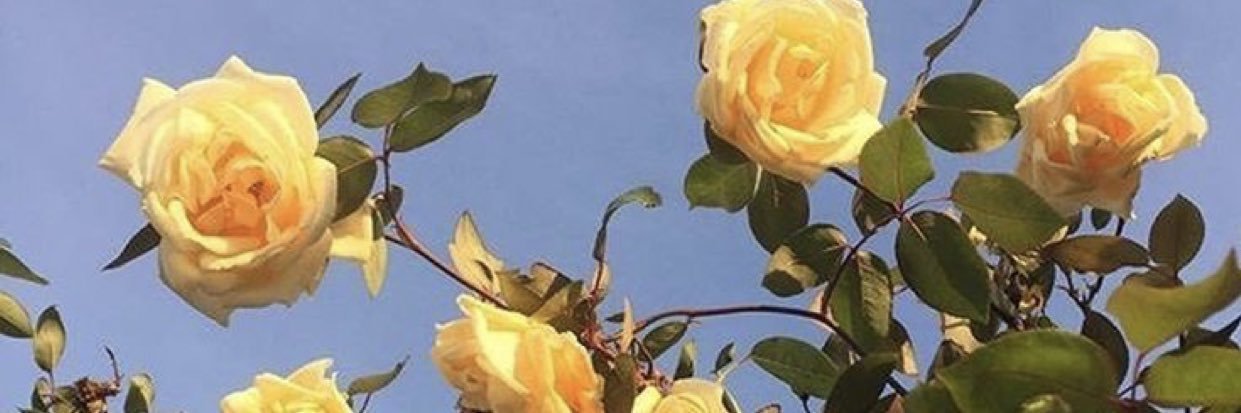 chloels003's profile banner image