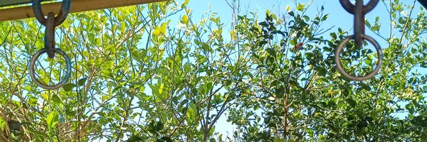 schr_441 Profile Banner