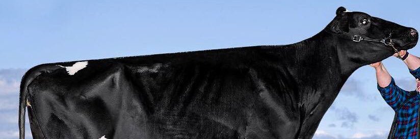 runwayholsteins's profile banner image