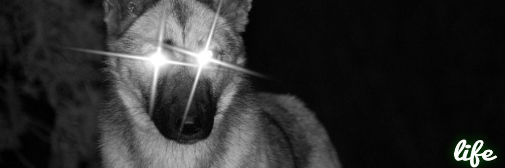 LockussWTF's profile banner image