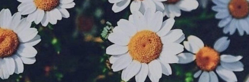 carlaaudina's profile banner image