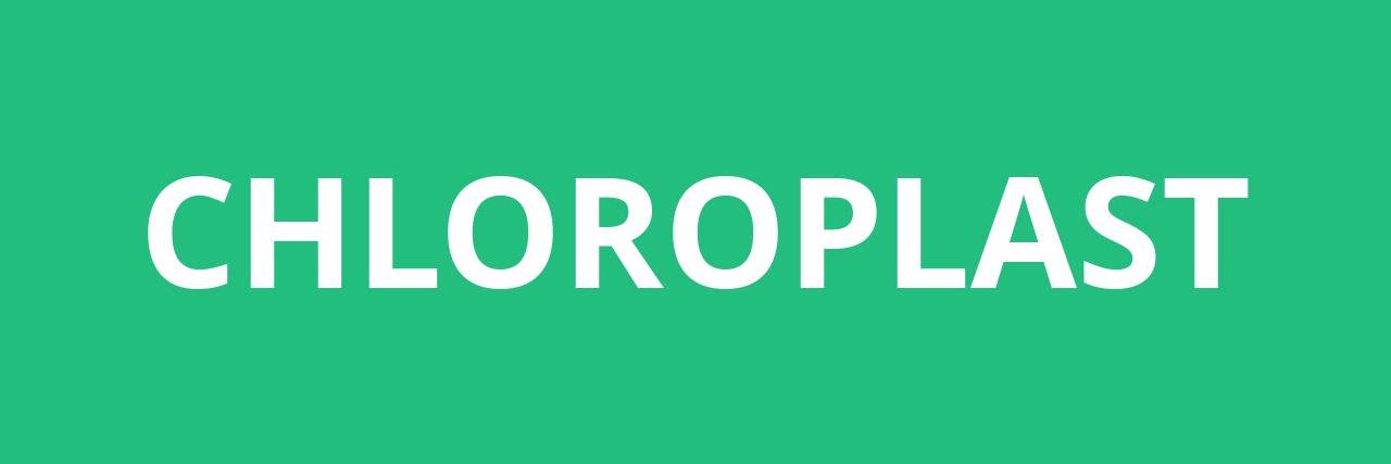 chloroplastics's profile banner image