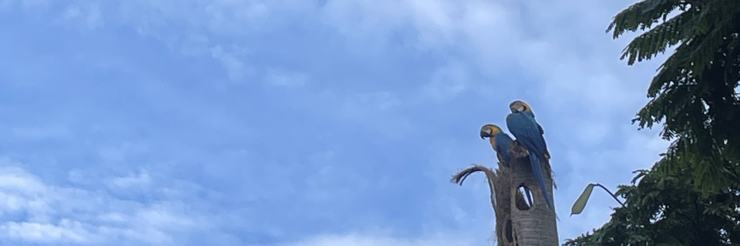 isamendoncaac's profile banner image