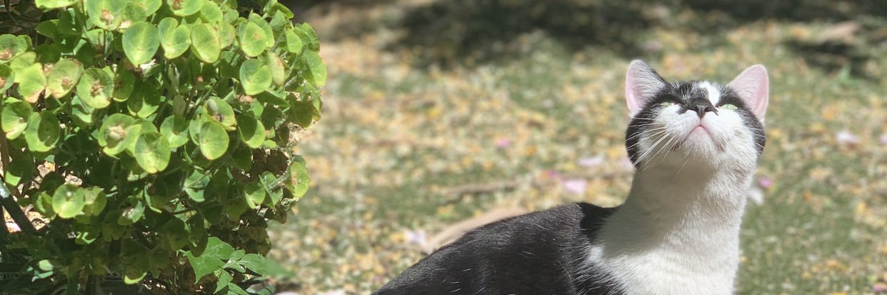 Farahnaz Espad banner