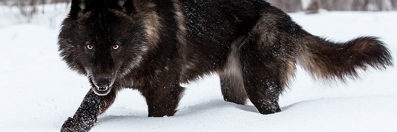 WolfOfPC's profile banner image