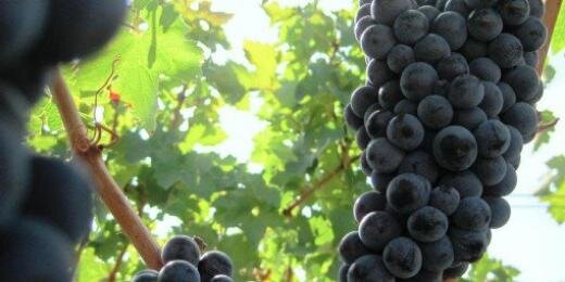 TownWine's profile banner image