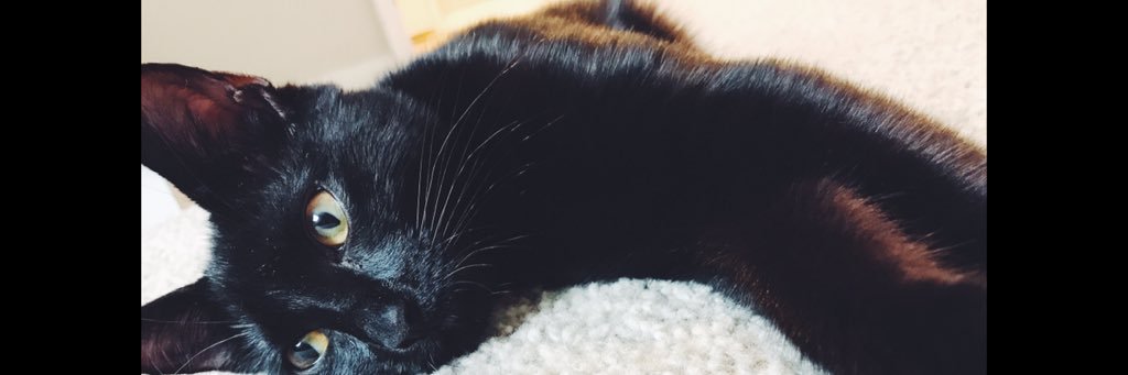 ashleysalterr's profile banner image