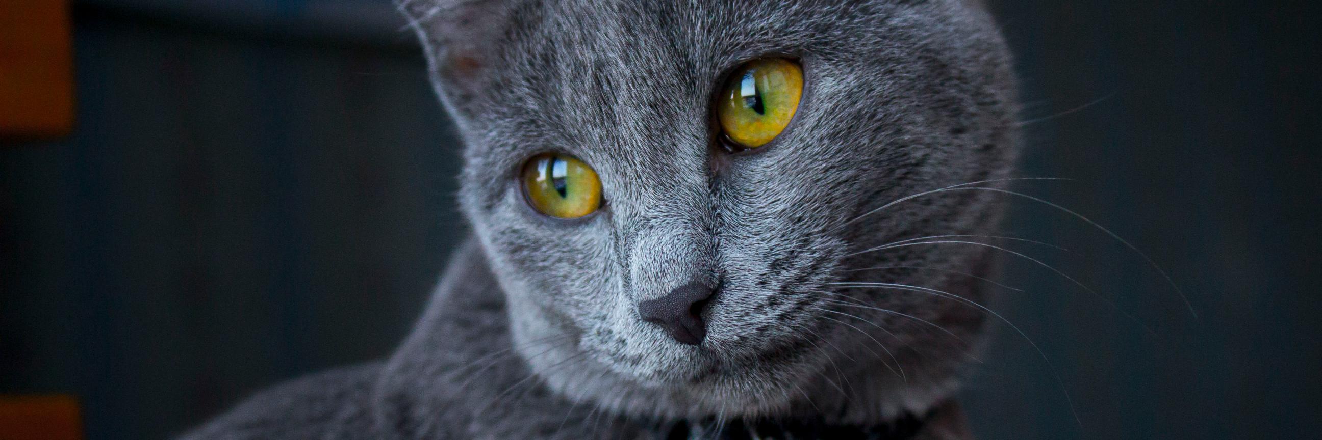 MasterMargaret's profile banner image
