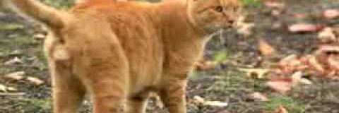 Schrödinger's cat banner