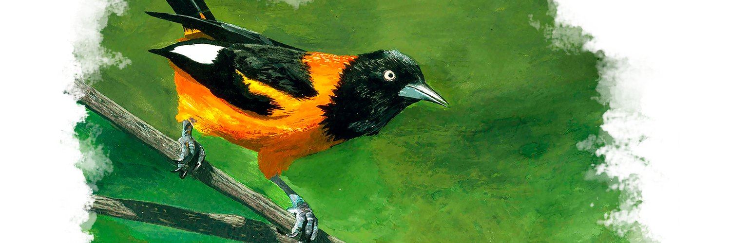 Robertilustrado banner