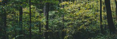 thebiebercaylen's profile banner image