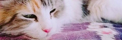 0111yolo's profile banner image