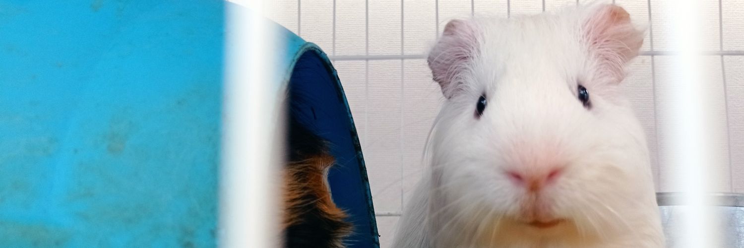vitamardones's profile banner image